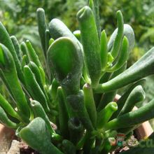 A photo of Crassula ovata cv. gollum