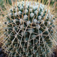 A photo of Mammillaria polythele ssp. obconella