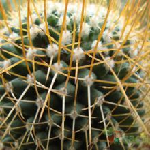 A photo of Mammillaria polythele ssp. obconella