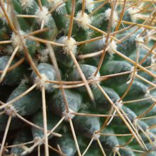 A photo of Mammillaria polythele ssp. obconella