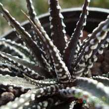 A photo of Haworthia attenuata