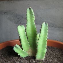 A photo of Euphorbia resinifera