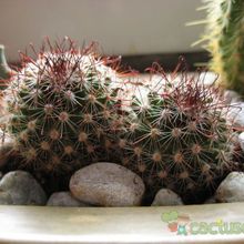 A photo of Mammillaria mercadensis