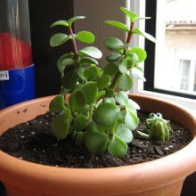 A photo of Portulacaria afra