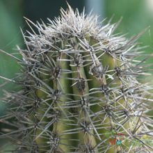 A photo of Pachycereus pringlei