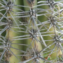 A photo of Pachycereus pringlei