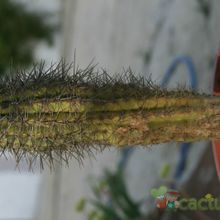 A photo of Pachycereus pringlei