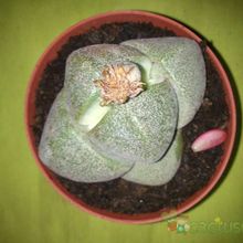 A photo of Pleiospilos nelii