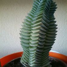 Una foto de Crassula cv. Buddahs Temple
