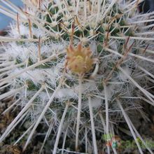 Una foto de Mammillaria karwinskiana subsp. nejapensis
