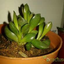 Una foto de Adromischus schuldtianus subsp. juttae