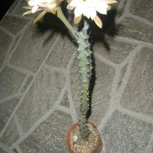 A photo of Cereus spegazzinii