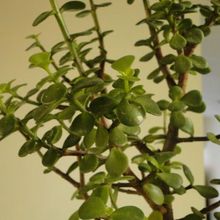 A photo of Portulacaria afra