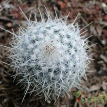 A photo of Mammillaria geminispina