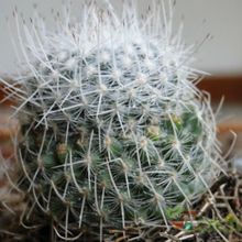 A photo of Mammillaria geminispina