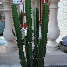 Una foto de Euphorbia trigona