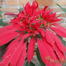 A photo of Euphorbia pulcherrima