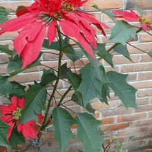 A photo of Euphorbia pulcherrima