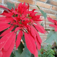 A photo of Euphorbia pulcherrima