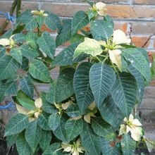 Una foto de Euphorbia pulcherrima