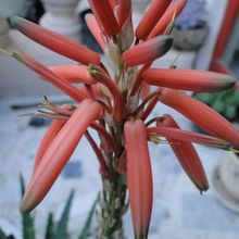 Una foto de Aloe x spinosissima