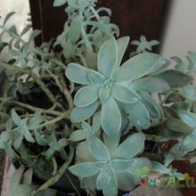 A photo of Graptopetalum paraguayense