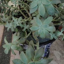 A photo of Graptopetalum paraguayense