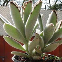 Una foto de Kalanchoe tomentosa