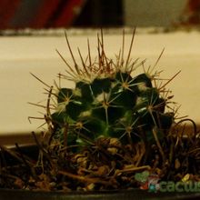 A photo of Mammillaria voburnensis subsp. collinsii