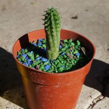 A photo of Euphorbia mammillaris