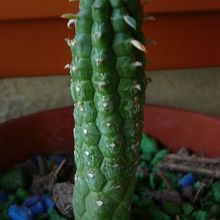 A photo of Euphorbia mammillaris
