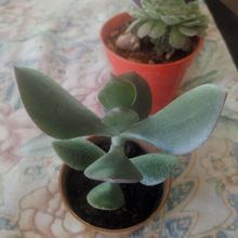 A photo of Crassula ovata