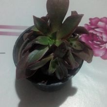 A photo of Aeonium decorum