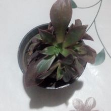 A photo of Aeonium decorum
