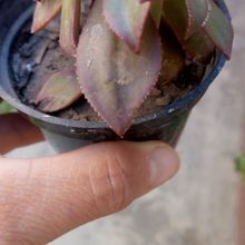 A photo of Aeonium decorum