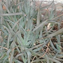 Foto de un cactus que se está identificando actualmente