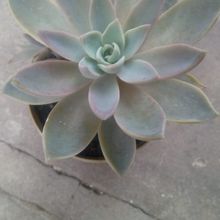 A photo of Graptoveria Waterlily