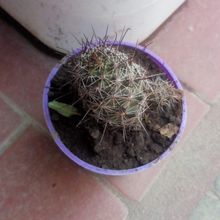A photo of Mammillaria mazatlanensis ssp. patonii