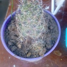 A photo of Mammillaria mazatlanensis ssp. patonii