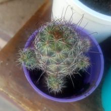 A photo of Mammillaria mazatlanensis ssp. patonii