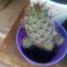 A photo of Mammillaria mazatlanensis ssp. patonii
