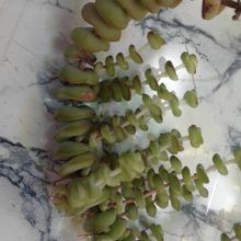 Una foto de Crassula rupestris ssp. marnieriana