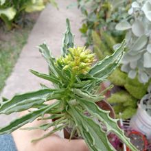 Foto de un cactus que se está identificando actualmente