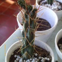 Una foto de Cylindropuntia tunicata