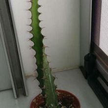 A photo of Euphorbia classenii  
