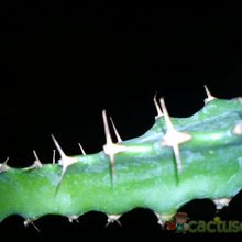 A photo of Euphorbia classenii  