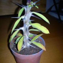 Una foto de Euphorbia milii var. milii