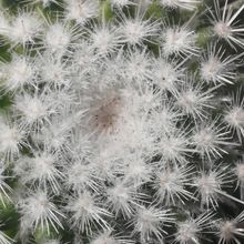 A photo of Mammillaria albilanata ssp. albilanata