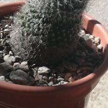 A photo of Mammillaria albilanata ssp. albilanata