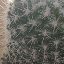 A photo of Mammillaria albilanata ssp. albilanata
